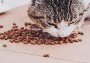 Quelle est la meilleure nourriture pour chats en cas de constipation