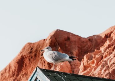 white seagull perching on roof