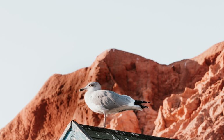 white seagull perching on roof