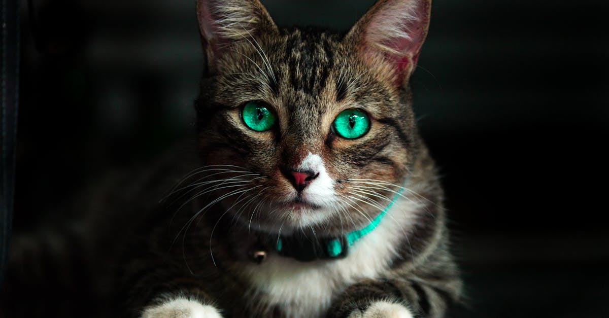découvrez notre sélection de colliers pour chats, alliant sécurité et style. offrez à votre félin un accessoire confortable et tendance, parfait pour les promenades. explorez nos designs variés et durables, adaptés à toutes les tailles et personnalités de chats.