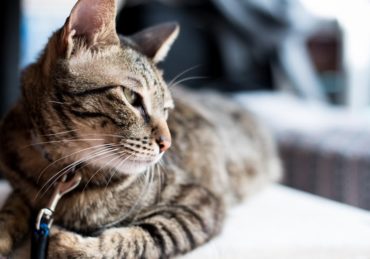 découvrez notre sélection de colliers pour chats, alliant confort, sécurité et style. offrez à votre compagnon félin un accessoire tendance tout en assurant sa sécurité avec nos colliers personnalisables et résistants.
