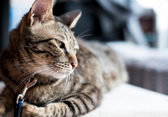 découvrez notre sélection de colliers pour chats, alliant confort, sécurité et style. offrez à votre compagnon félin un accessoire tendance tout en assurant sa sécurité avec nos colliers personnalisables et résistants.