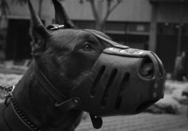 découvrez notre sélection de colliers pour chiens, alliant confort, sécurité et style. offrez à votre compagnon à quatre pattes le meilleur des accessoires avec des matériaux de qualité et des designs tendance. parcourez notre gamme pour trouver le collier parfait qui reflète la personnalité de votre chien.