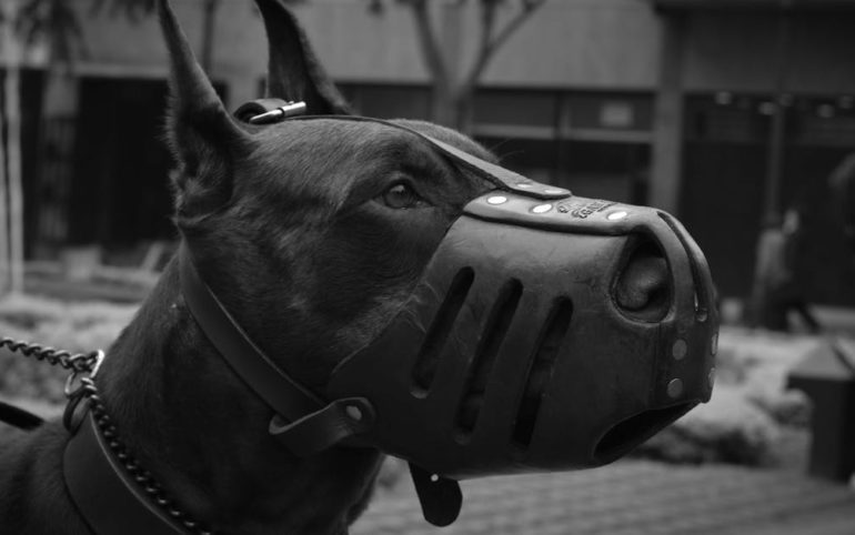 découvrez notre sélection de colliers pour chiens, alliant confort, sécurité et style. offrez à votre compagnon à quatre pattes le meilleur des accessoires avec des matériaux de qualité et des designs tendance. parcourez notre gamme pour trouver le collier parfait qui reflète la personnalité de votre chien.