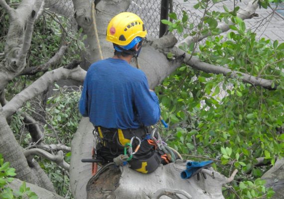 a person wearing a helmet and climbing a tree