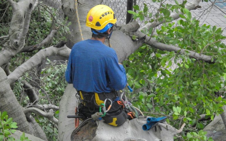 a person wearing a helmet and climbing a tree
